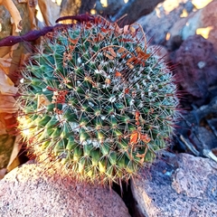 Mammillaria petrophila