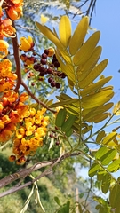 Cassia moschata