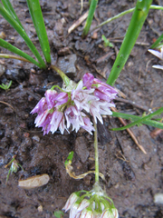 Allium brandegeei