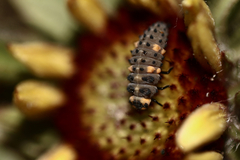 Coccinella septempunctata