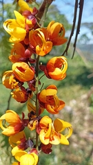 Cassia moschata