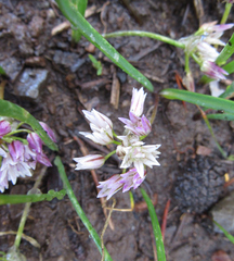Allium brandegeei