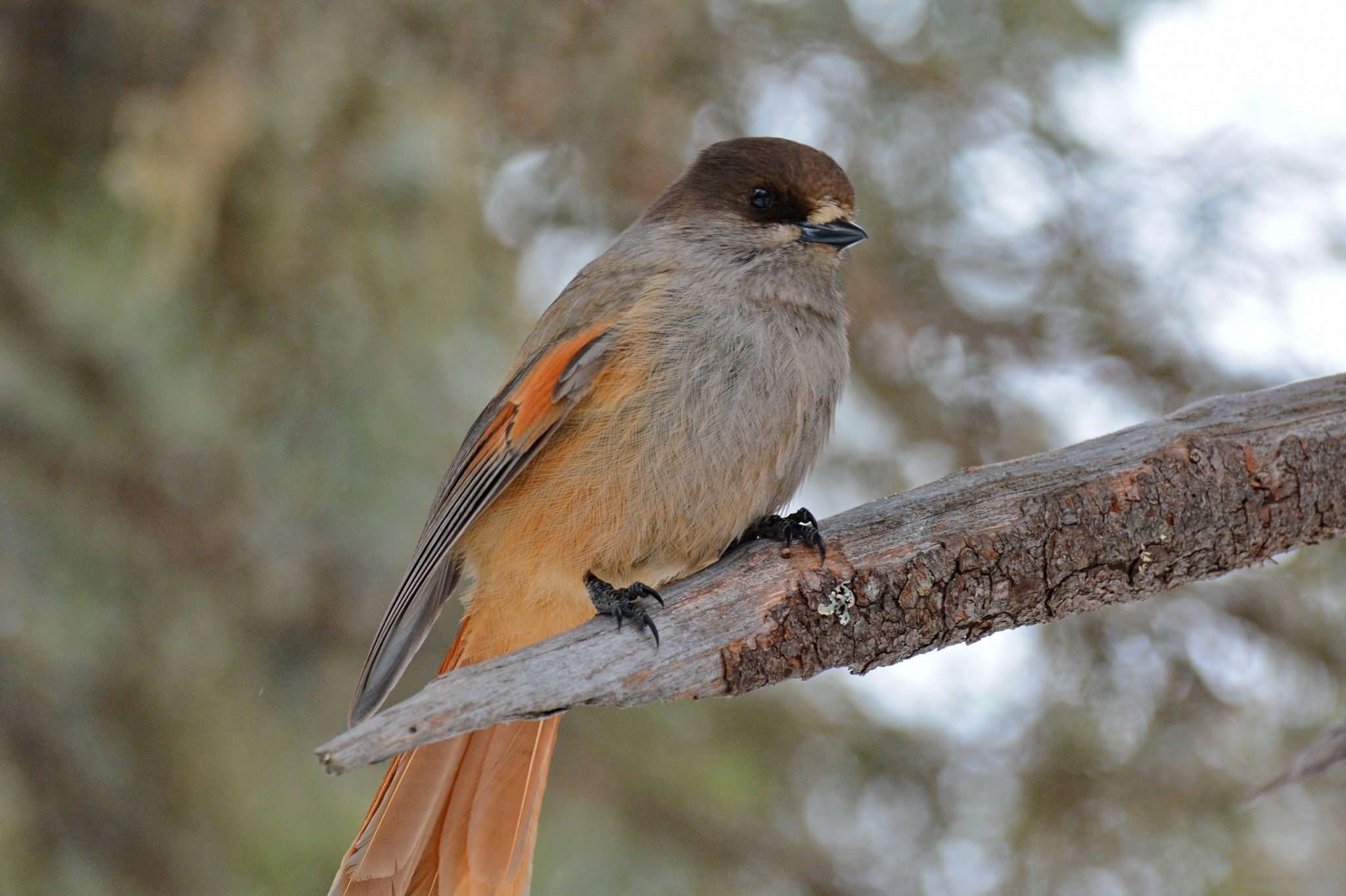 Siberian Jay
