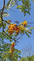 Cassia moschata