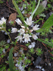 Allium brandegeei