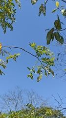 Cassia moschata