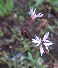 Lithophragma glabrum