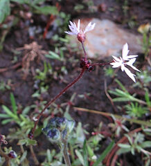 Lithophragma glabrum