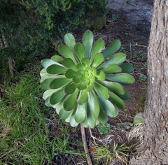 Aeonium urbicum image