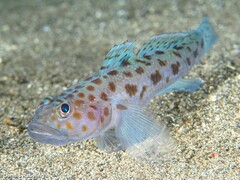 Thorogobius ephippiatus