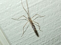 Paralimnophila