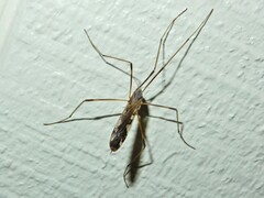 Paralimnophila