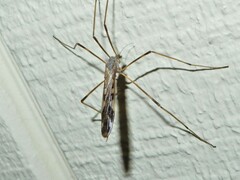 Paralimnophila