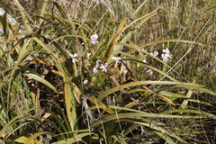 Pelargonium divisifolium