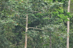 Haliaeetus leucogaster