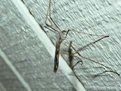Paralimnophila