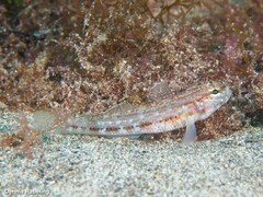 Gobius gasteveni