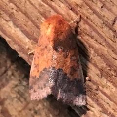 Pyrrhia aurantiago