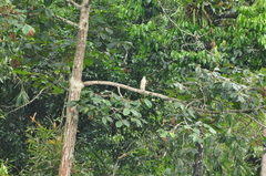 Haliaeetus leucogaster