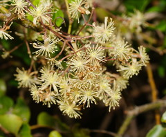 Smilax australis