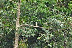 Haliaeetus leucogaster