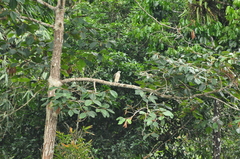 Haliaeetus leucogaster