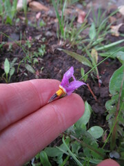Primula pauciflora