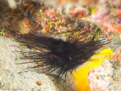 Centrostephanus longispinus