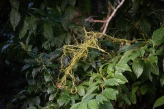 Cassytha filiformis