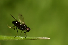 Sepsis fulgens