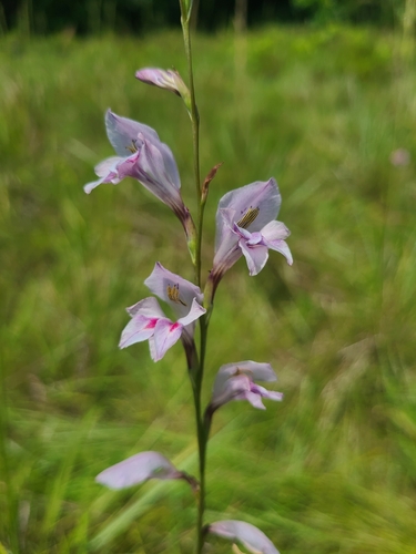 Gladiolus unguiculatus