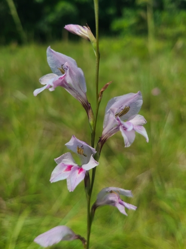 Gladiolus unguiculatus image