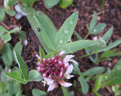 Trifolium longipes