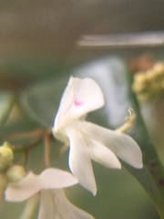 Indigofera natalensis
