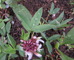 Trifolium longipes