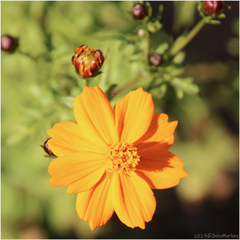 Cosmos sulphureus