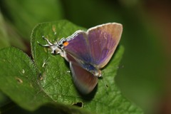 Hypolycaena pachalica