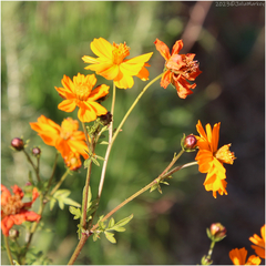 Cosmos sulphureus