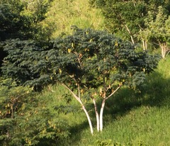 Albizia lebbeck