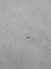 Allocapnia vivipara