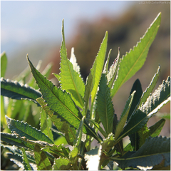 Eriodictyon trichocalyx