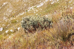 Grubbia tomentosa