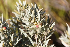 Grubbia tomentosa