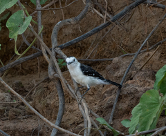 Fluvicola albiventer