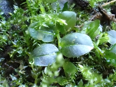 Plagiomnium rostratum