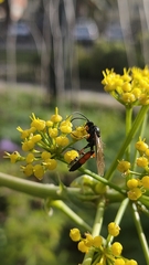 Ctenichneumon hermaphroditus