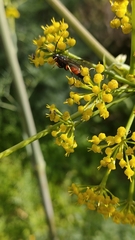 Ctenichneumon hermaphroditus