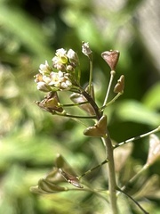 Capsella