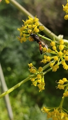 Ctenichneumon hermaphroditus