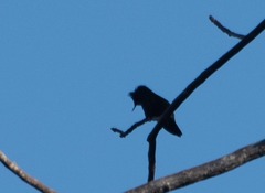 Orthorhyncus cristatus